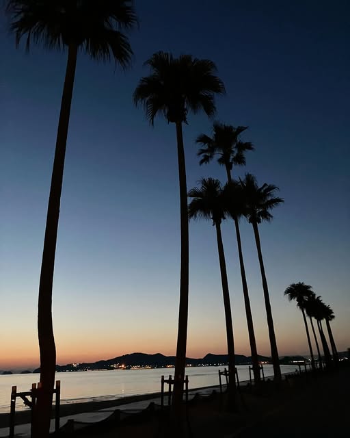 palmtree.jpg